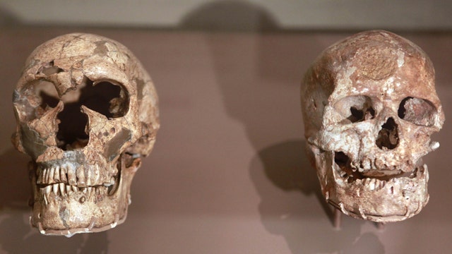 Smithsonian Exhibit on Human Evolution